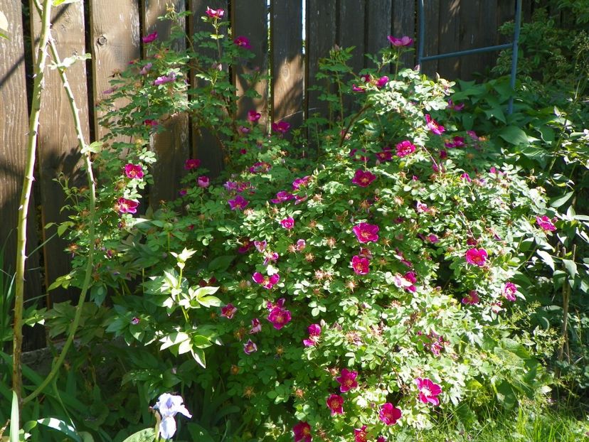 14 mai (104) - Trandafiri 2018 1