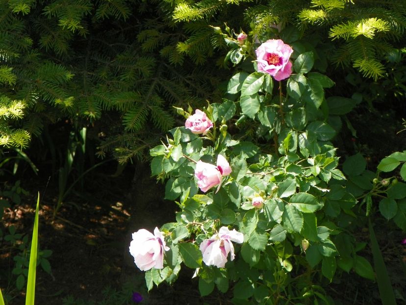 14 mai (109) - Trandafiri 2018 1