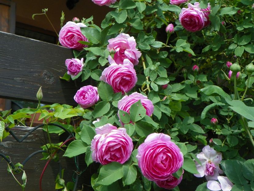 14 mai (125) - Trandafiri 2018 1