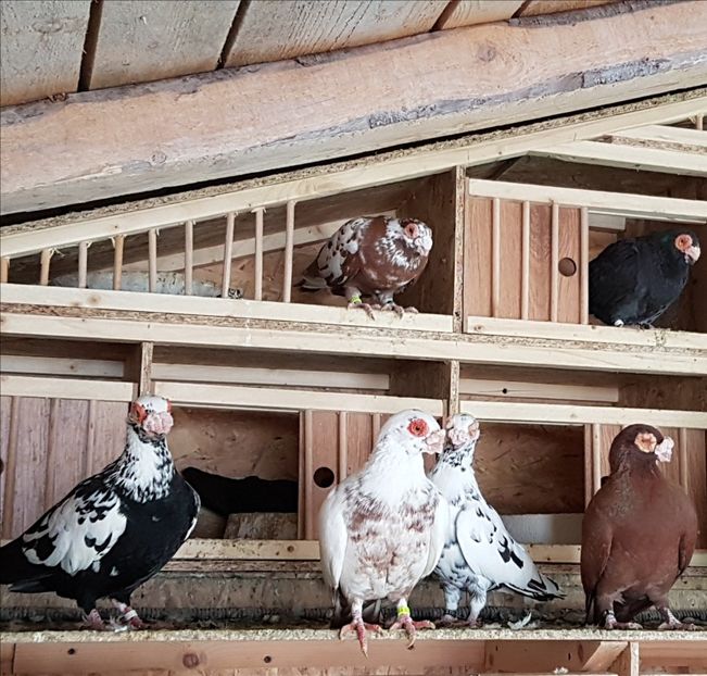  - CARUNCULATI Pentru 2020