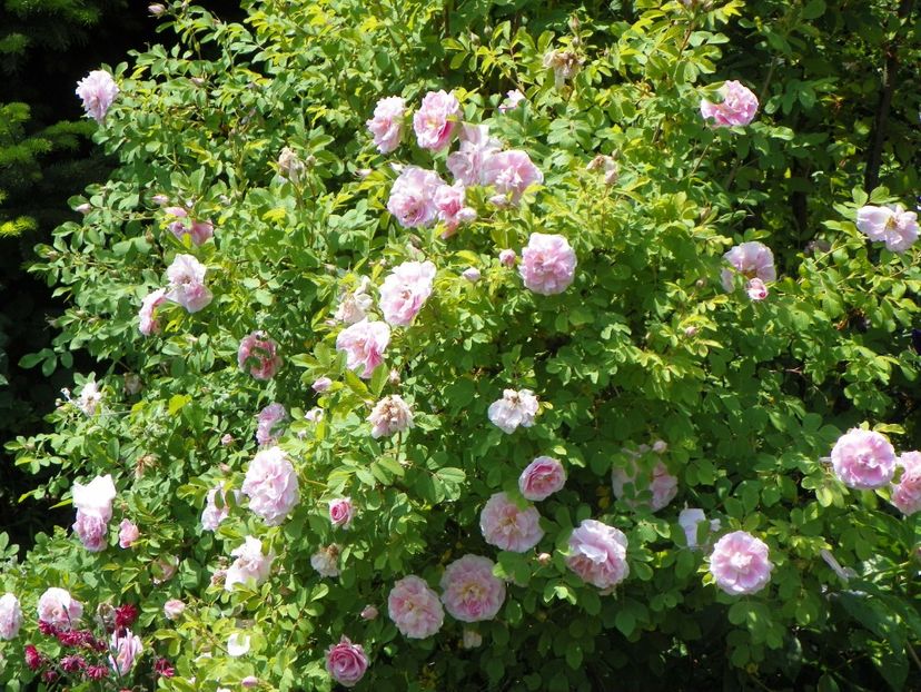 14 mai (151) - Trandafiri 2018 1