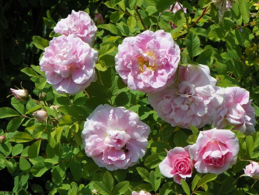 14 mai (152) - Trandafiri 2018 1