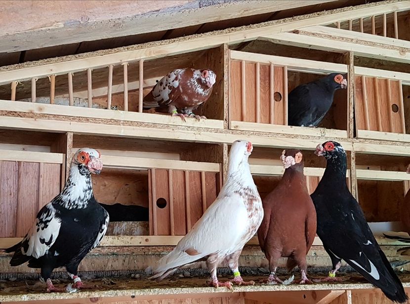  - CARUNCULATI Pentru 2020