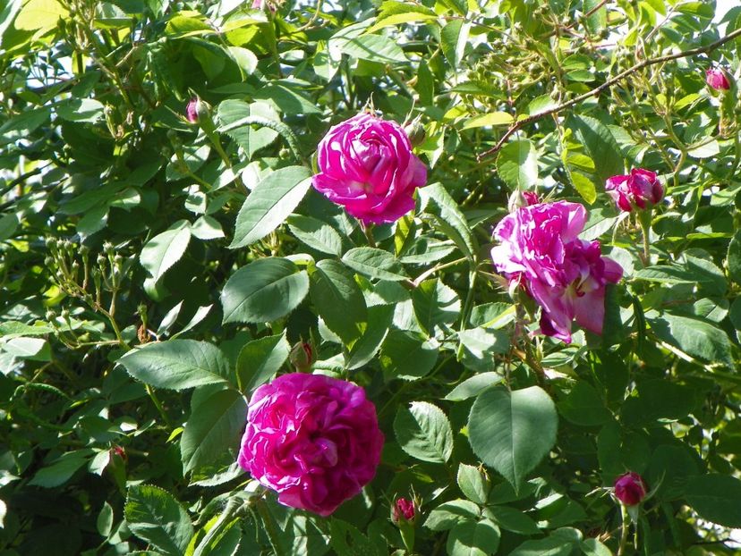 14 mai (198) - Trandafiri 2018 1