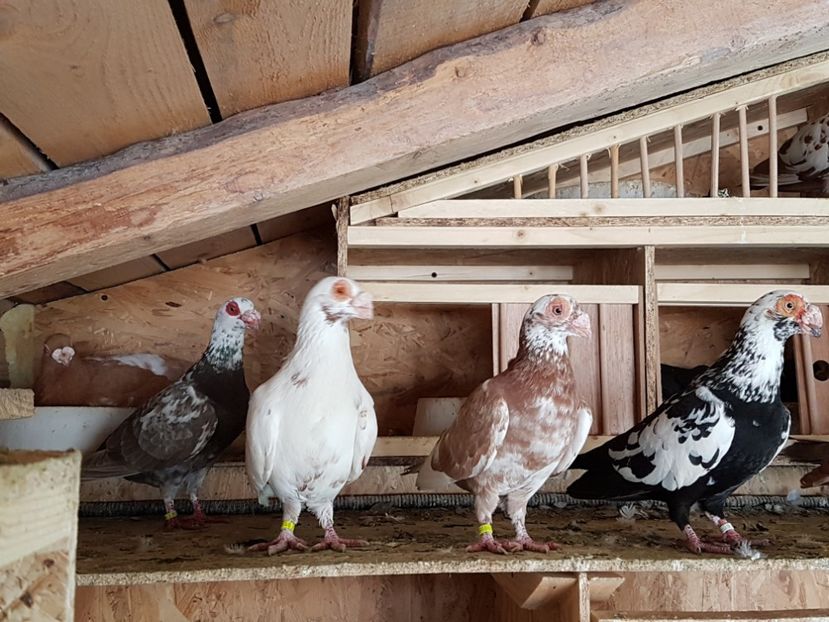  - CARUNCULATI Pentru 2020