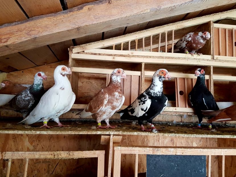  - CARUNCULATI Pentru 2020