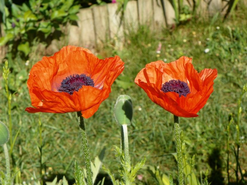 14 mai (14) - Primavara 2018
