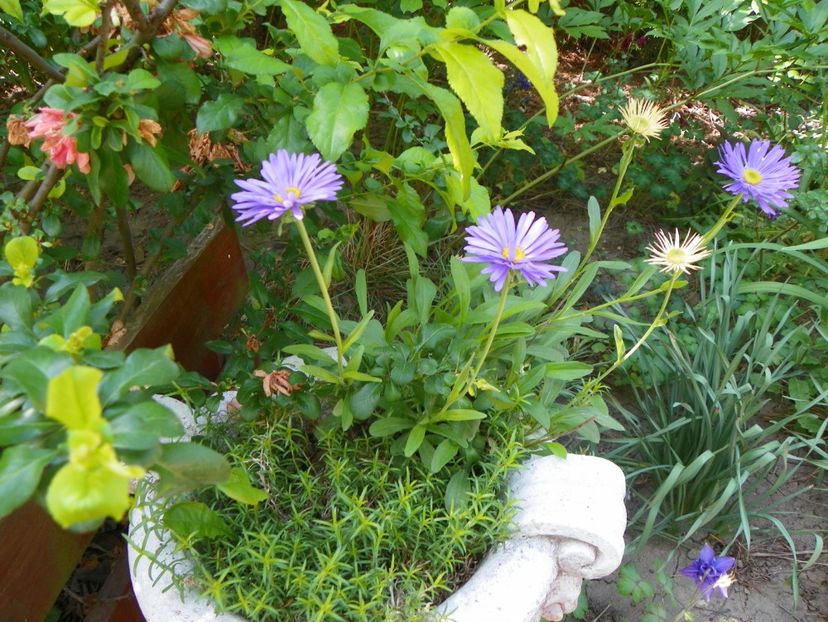 14 mai (55) - Primavara 2018