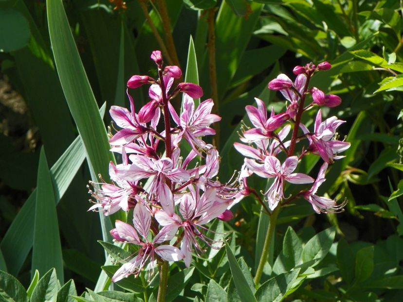 14 mai (71) - Primavara 2018