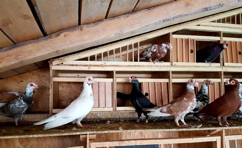  - CARUNCULATI Pentru 2020