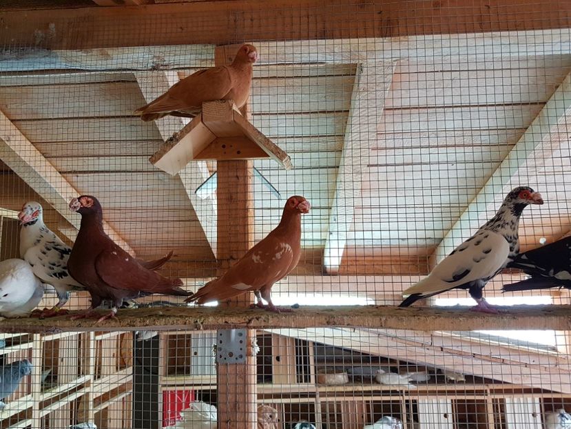  - CARUNCULATI Pentru 2020