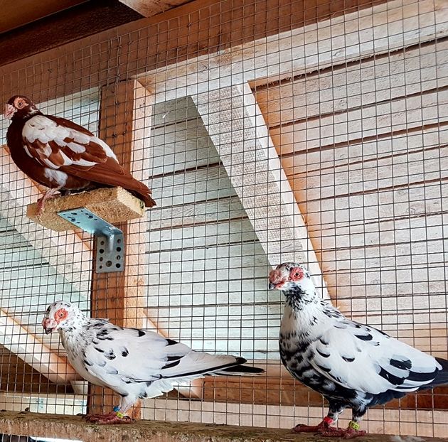  - CARUNCULATI Pentru 2020