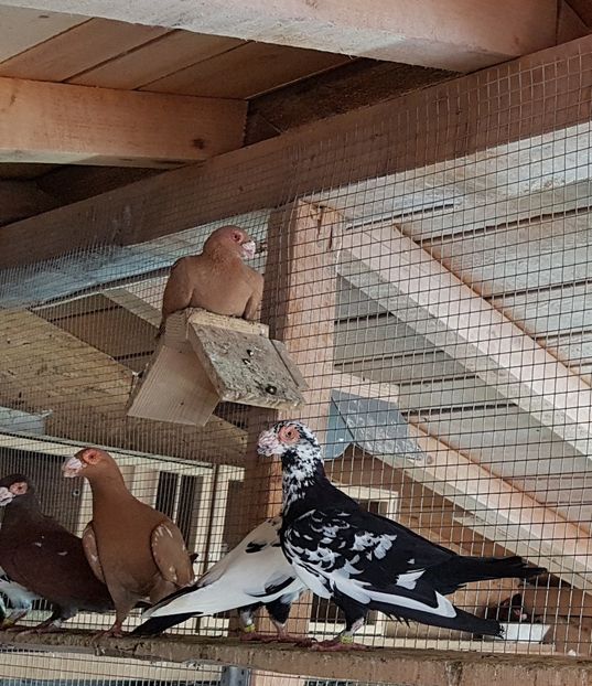  - CARUNCULATI Pentru 2020