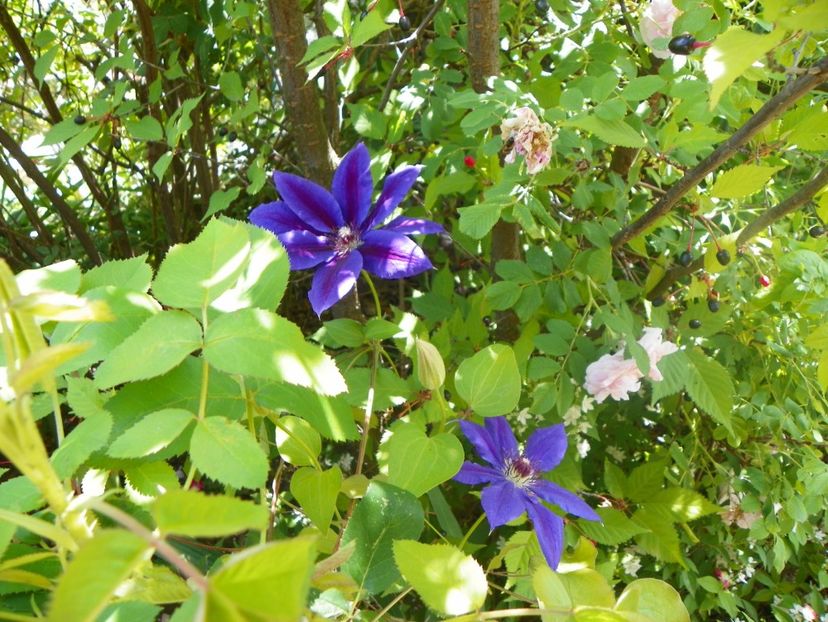 18 mai (108) - Clematite 2018