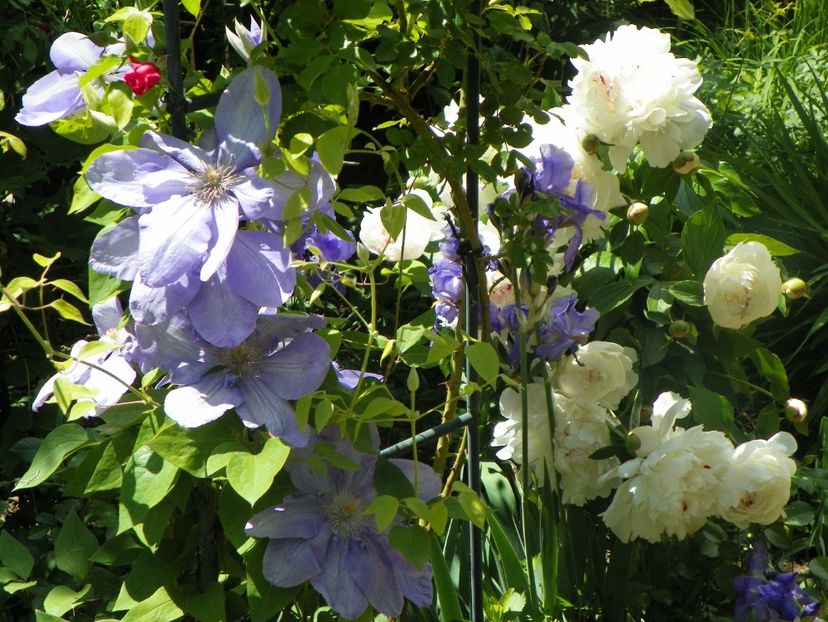 18 mai (112) - Clematite 2018