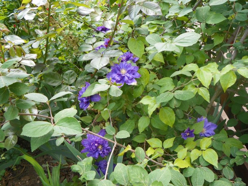 18 mai (140) - Clematite 2018