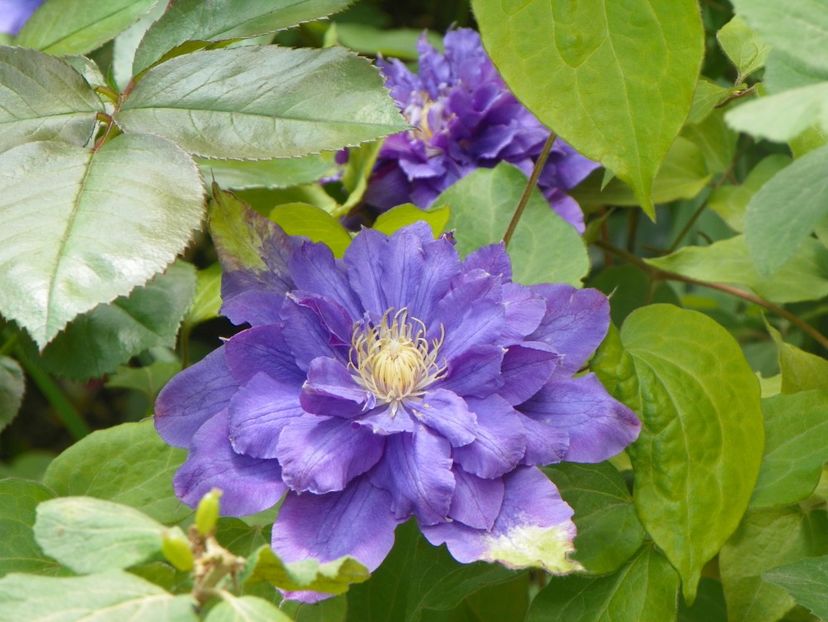 18 mai (141) - Clematite 2018