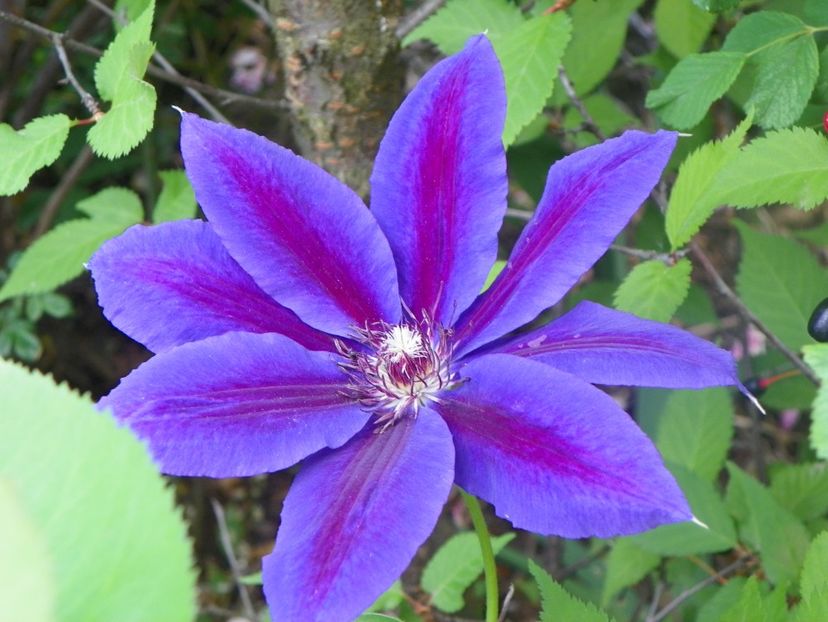 18 mai (150) - Clematite 2018