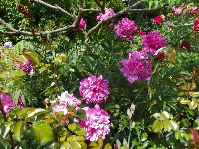 Edulis Superba - Bujori 2018