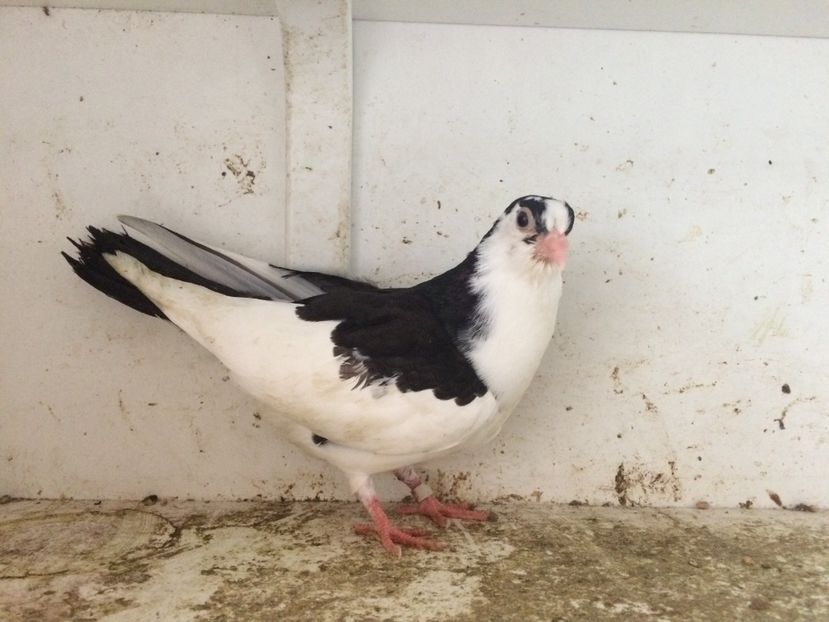 56 - 1-Lot zbor 2018