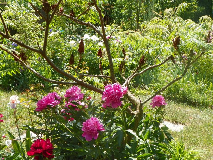 Edulis Superba - Bujori 2018