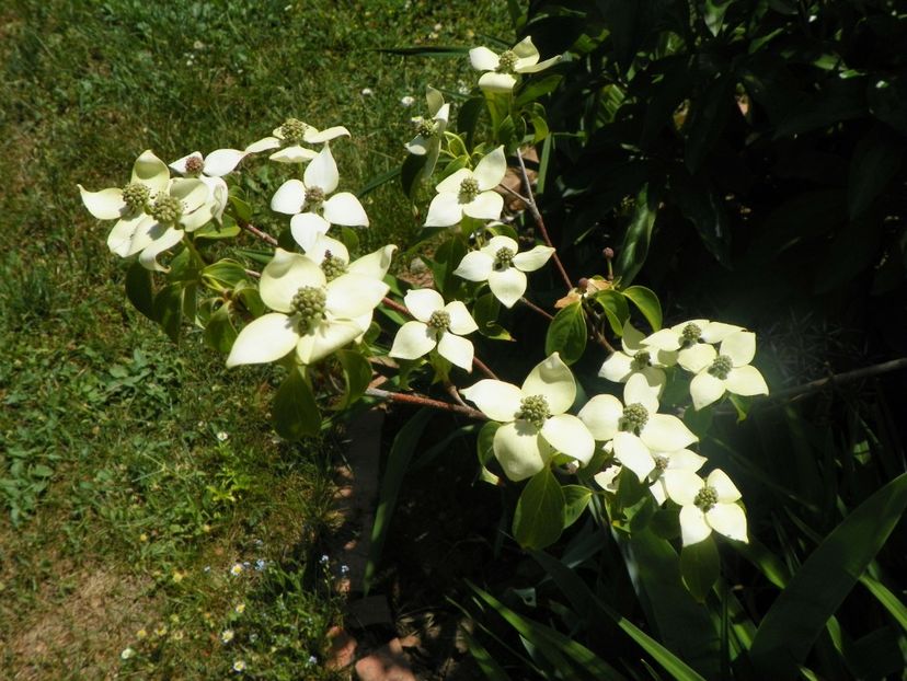 18 mai (9) - Copacei si arbusti 2018
