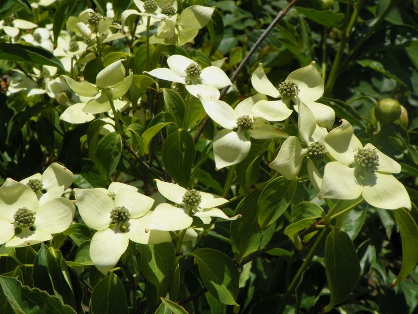 18 mai (10) - Copacei si arbusti 2018