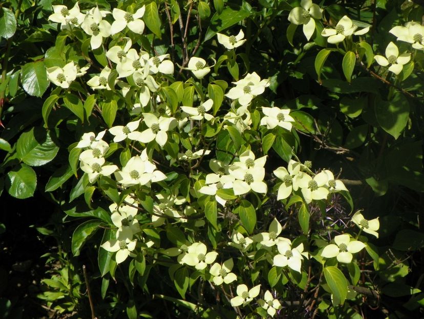 18 mai (44) - Copacei si arbusti 2018