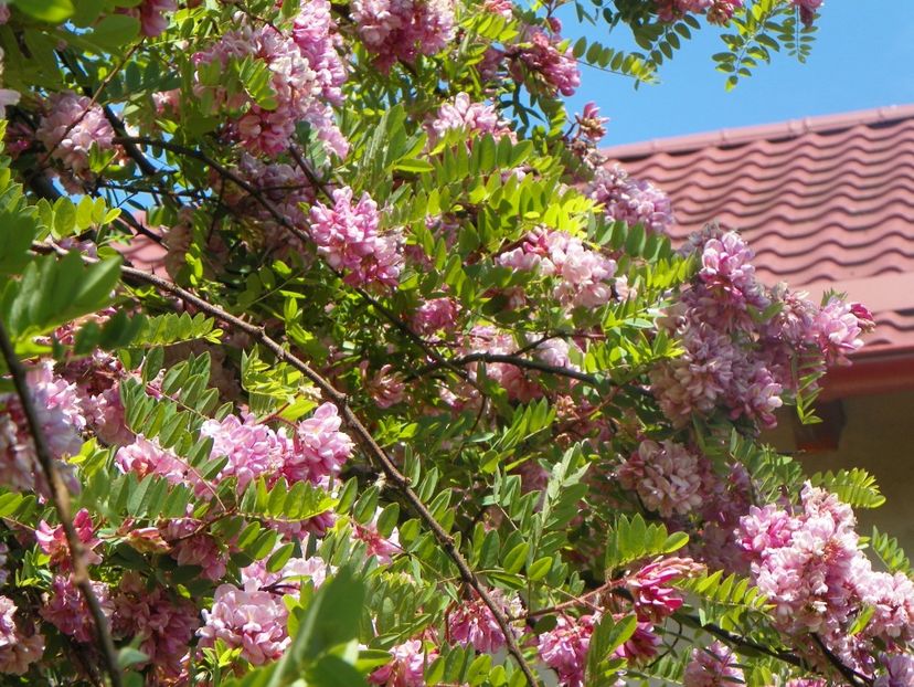 18 mai (77) - Copacei si arbusti 2018