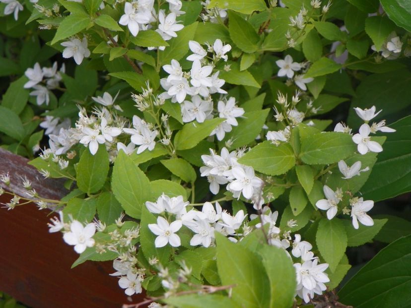 18 mai (148) - Copacei si arbusti 2018