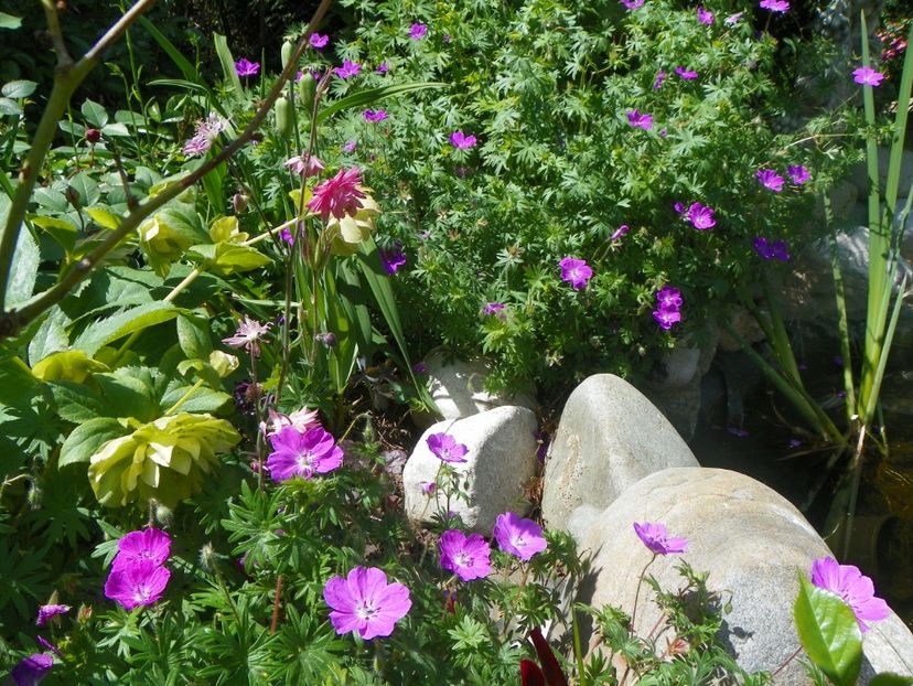 18 mai (91) - Geranium 2018