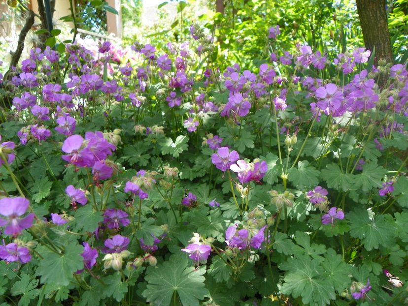 18 mai (124) - Geranium 2018