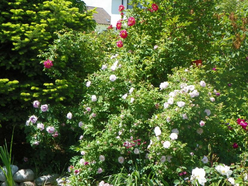 18 mai (31) - Gradina 2018