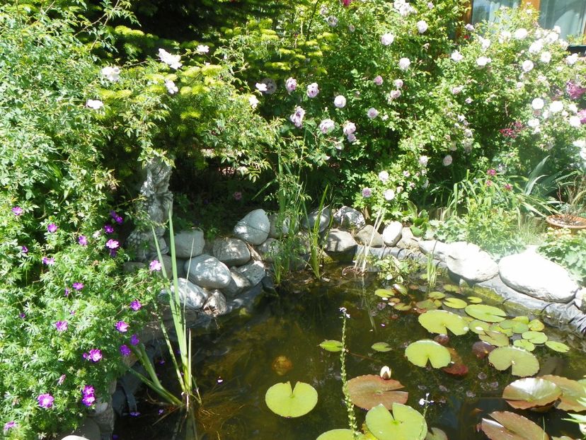 18 mai (90) - Gradina 2018