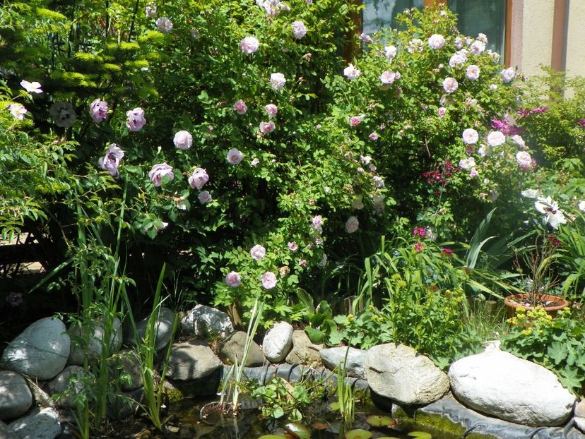 18 mai (93) - Gradina 2018