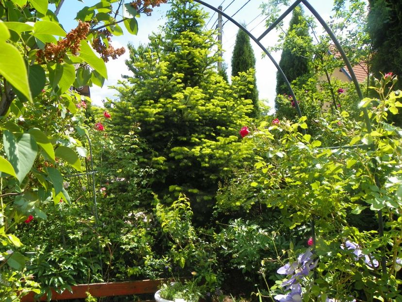 18 mai (114) - Gradina 2018