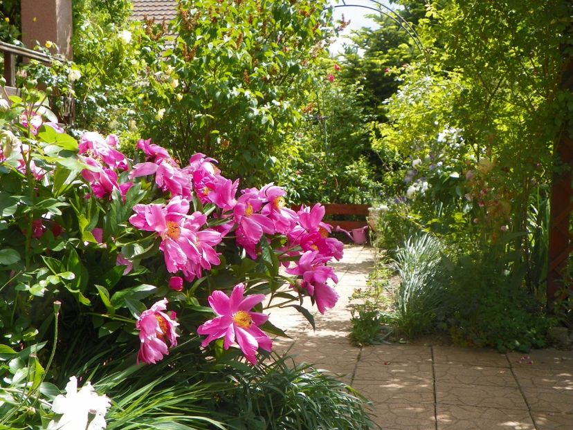 18 mai (122) - Gradina 2018