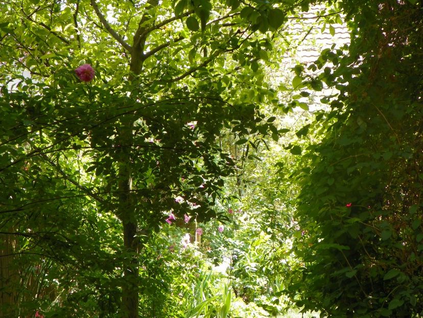 18 mai (133) - Gradina 2018
