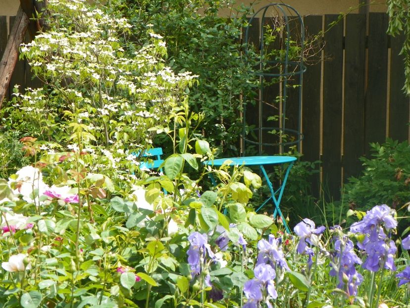 18 mai (137) - Gradina 2018