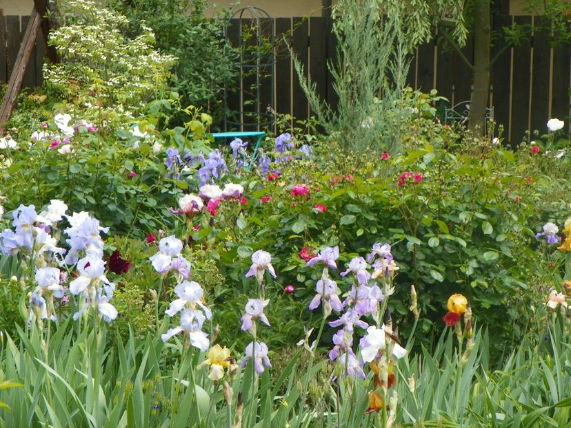 18 mai (146) - Gradina 2018