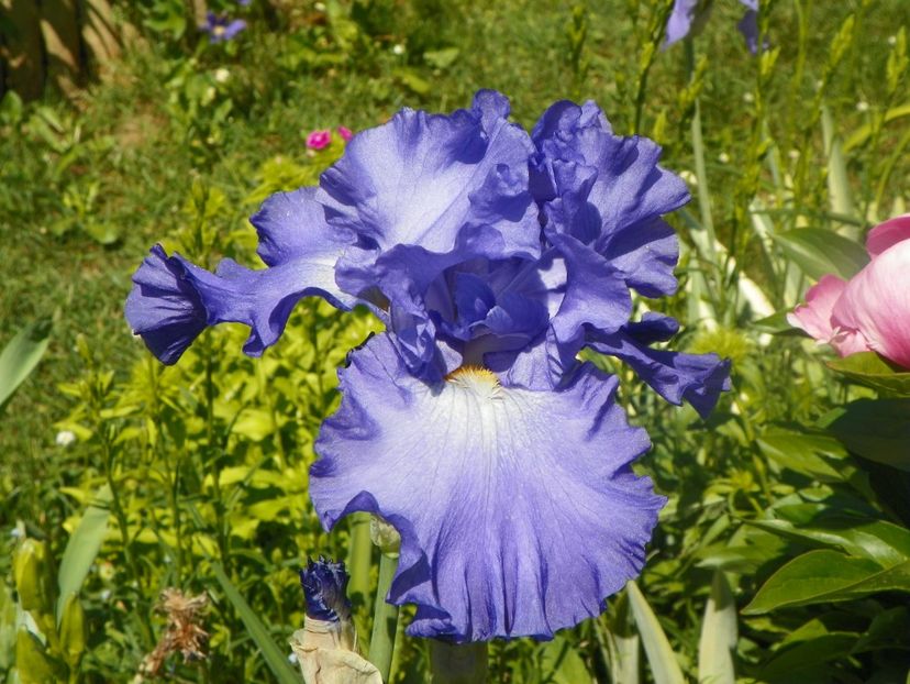 18 mai (22) - Irisi 2018