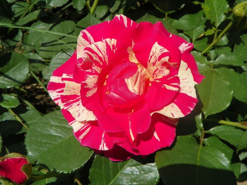 18 mai (43) - Trandafiri 2018 1