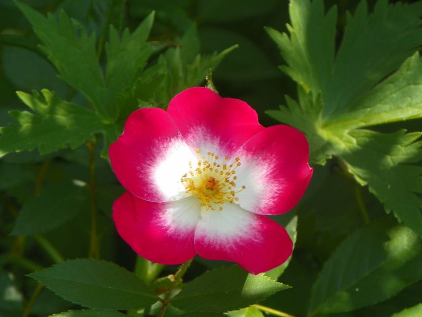 18 mai (75) - Trandafiri 2018 1