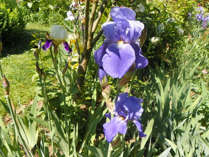 18 mai (37) - Irisi 2018