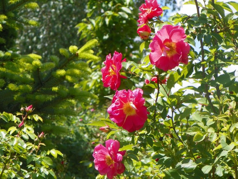 18 mai (86) - Trandafiri 2018 1