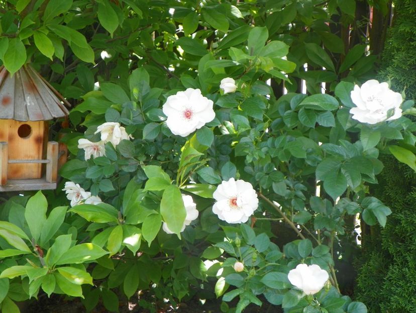 18 mai (87) - Trandafiri 2018 1