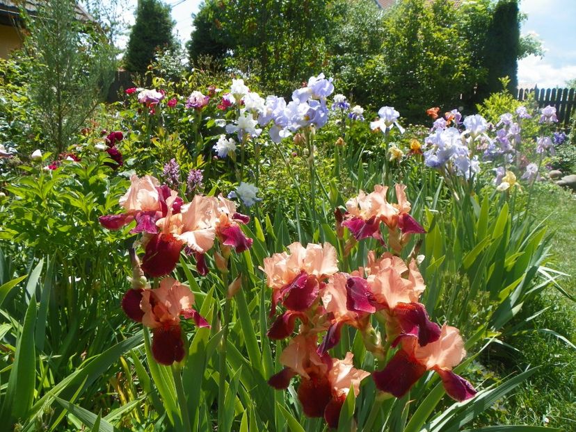 18 mai (65) - Irisi 2018