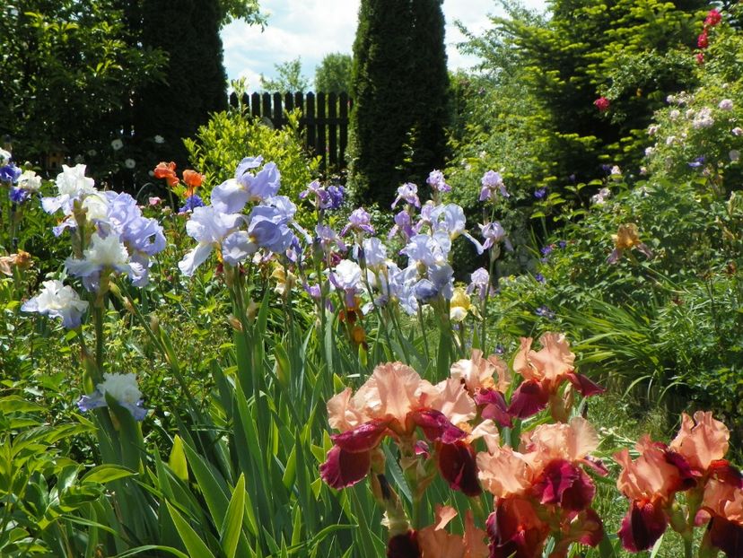 18 mai (80) - Irisi 2018