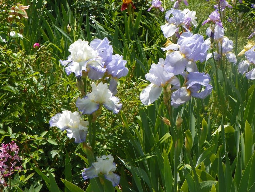 18 mai (81) - Irisi 2018