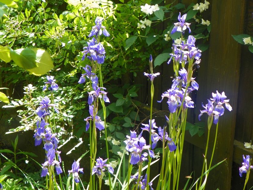 18 mai (116) - Irisi 2018